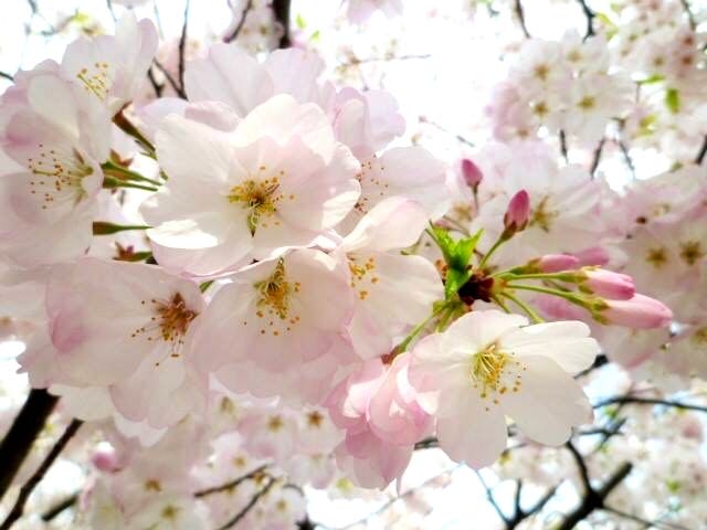 japan sakura