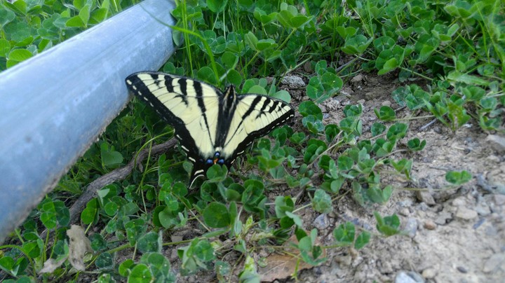 Butterfly