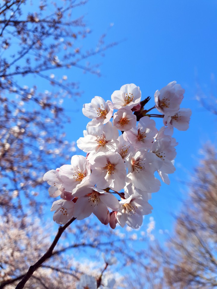벚꽃