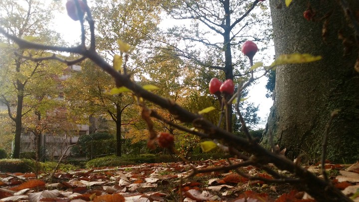 実りの秋　-The fall of harvest (Japan)