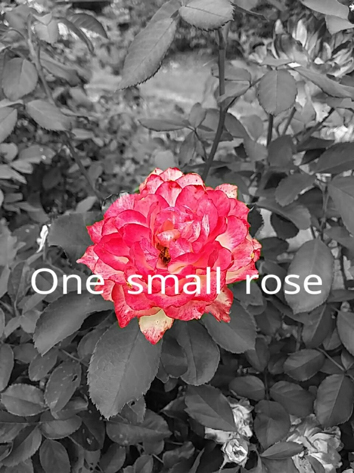 하나,small rose