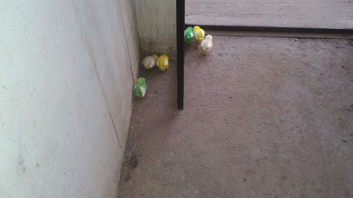hen