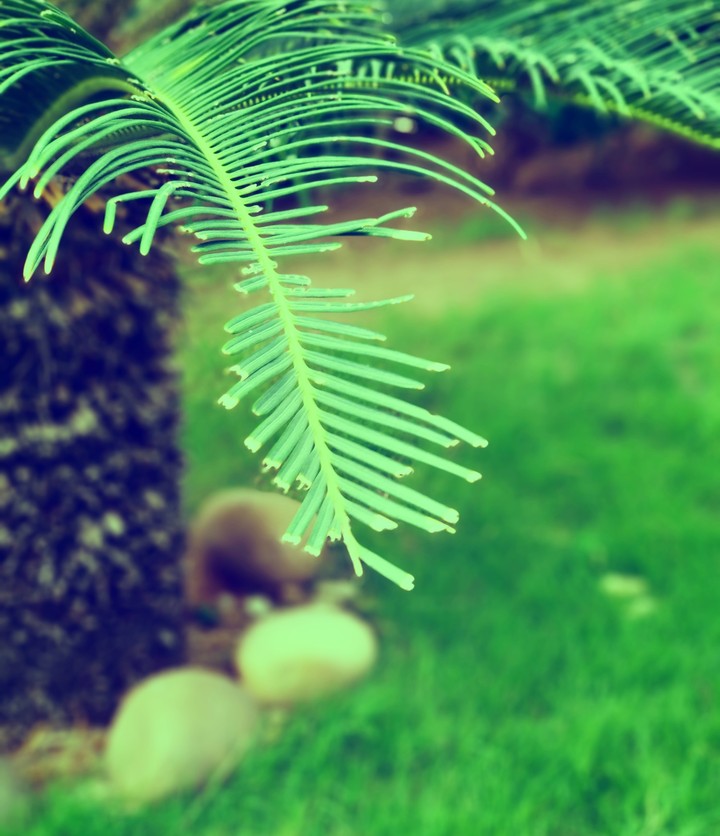 Plant