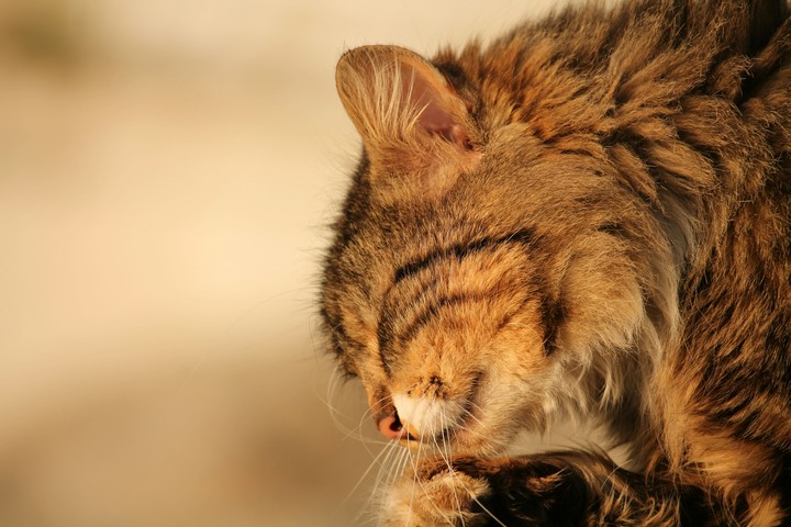 cat