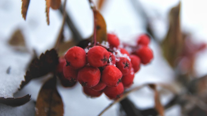 Winter berries 2