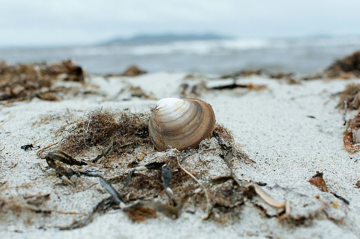 Autumn shell