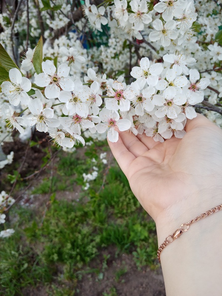 вишня
