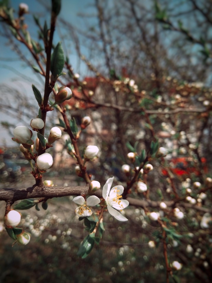 spring flowers