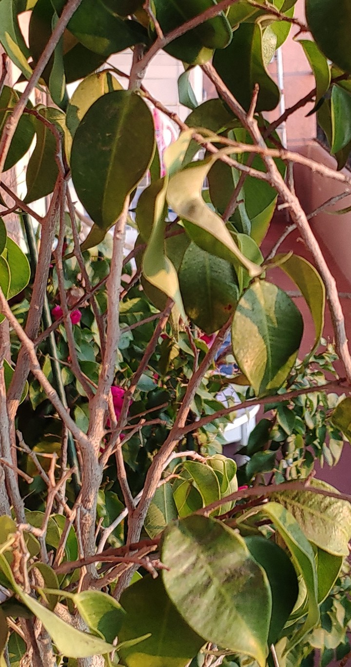 plant