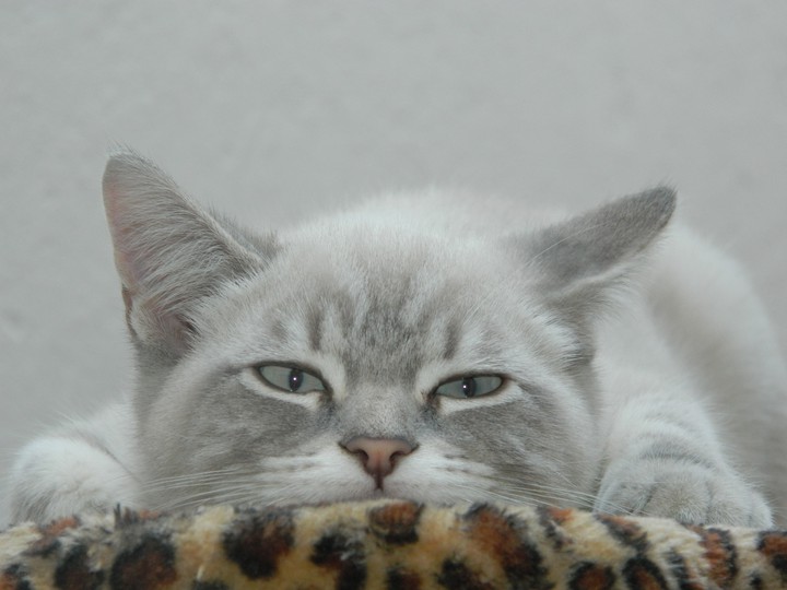 odin