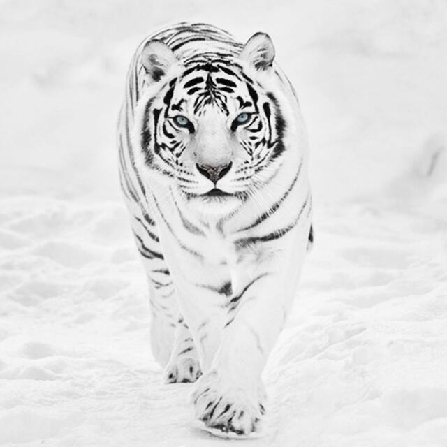 White Tiger ❤