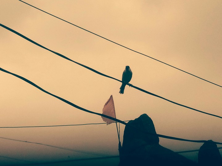 Birds..