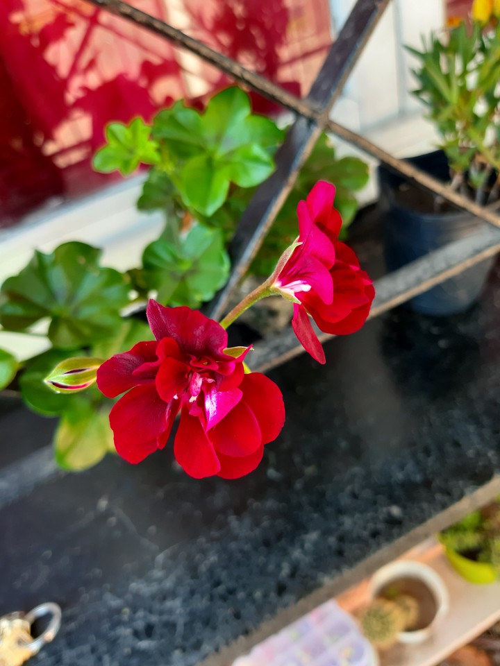 #flor #flower #morado #bordo #plant
