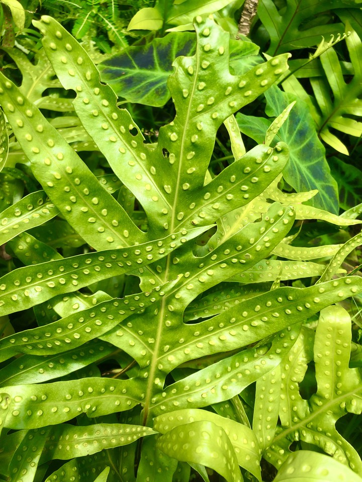 Hoja