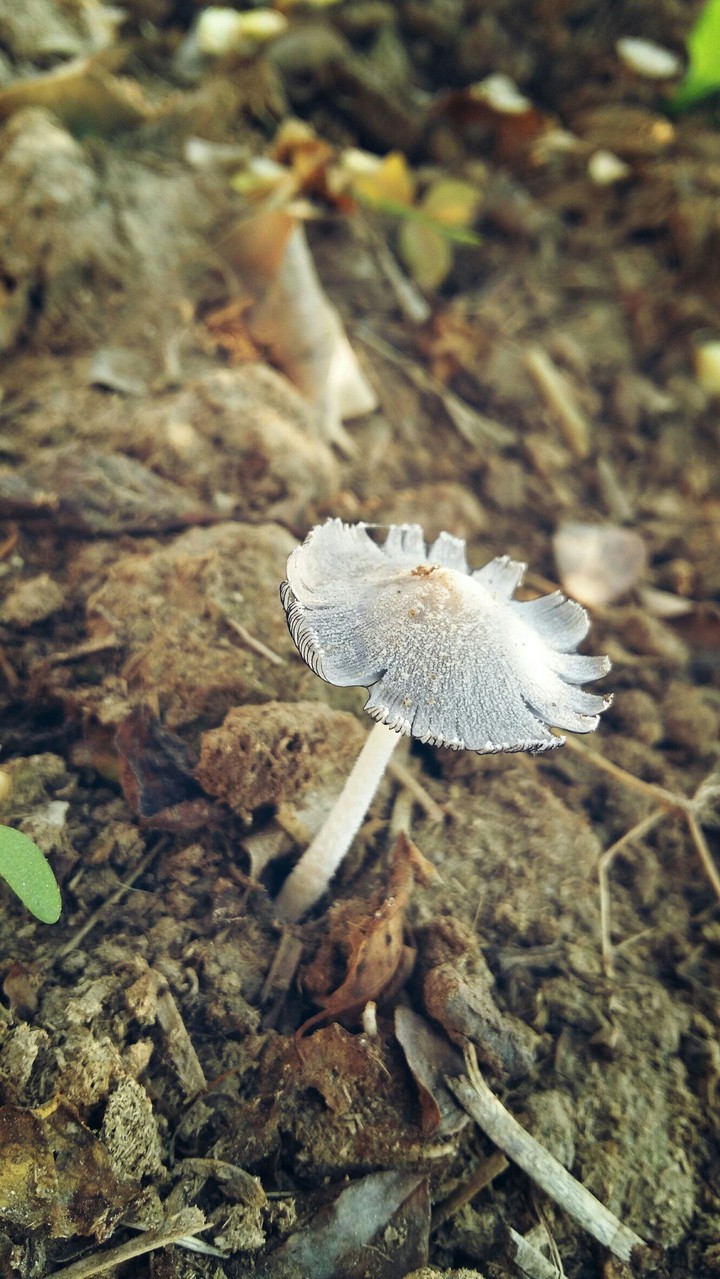 Mushroom