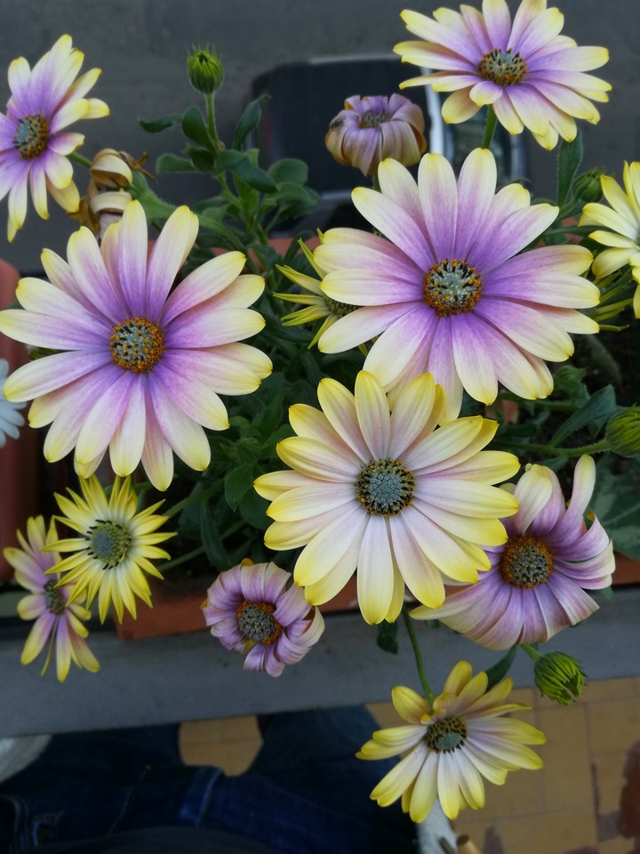 flowersome
