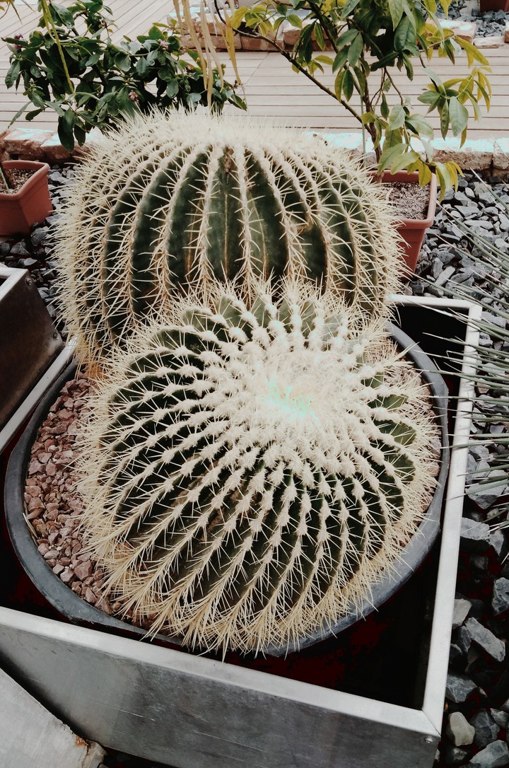 Cactus