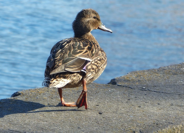 Duck
