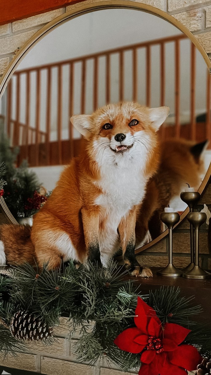 fox