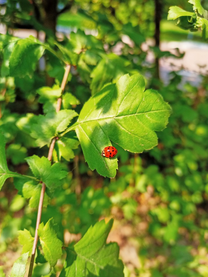 Summer ladybug ?