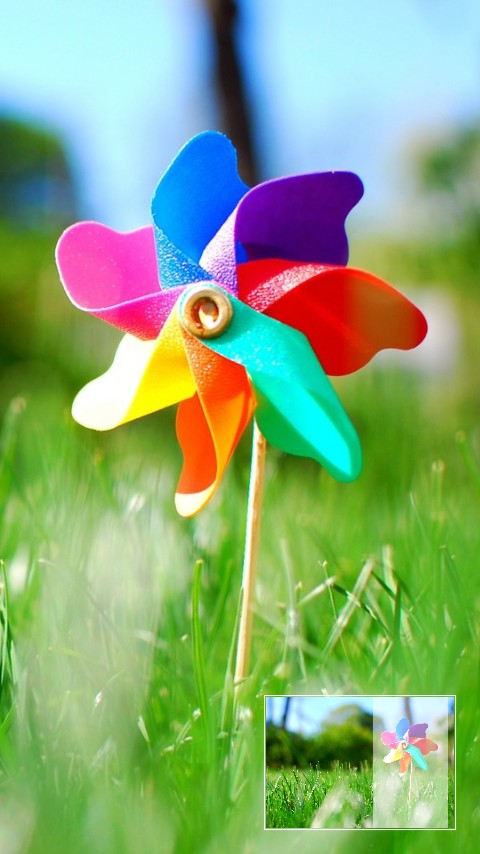 colourful flower