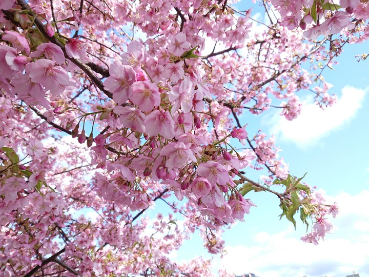 桜2021