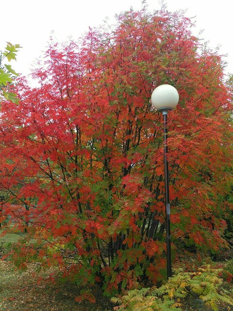 autumn