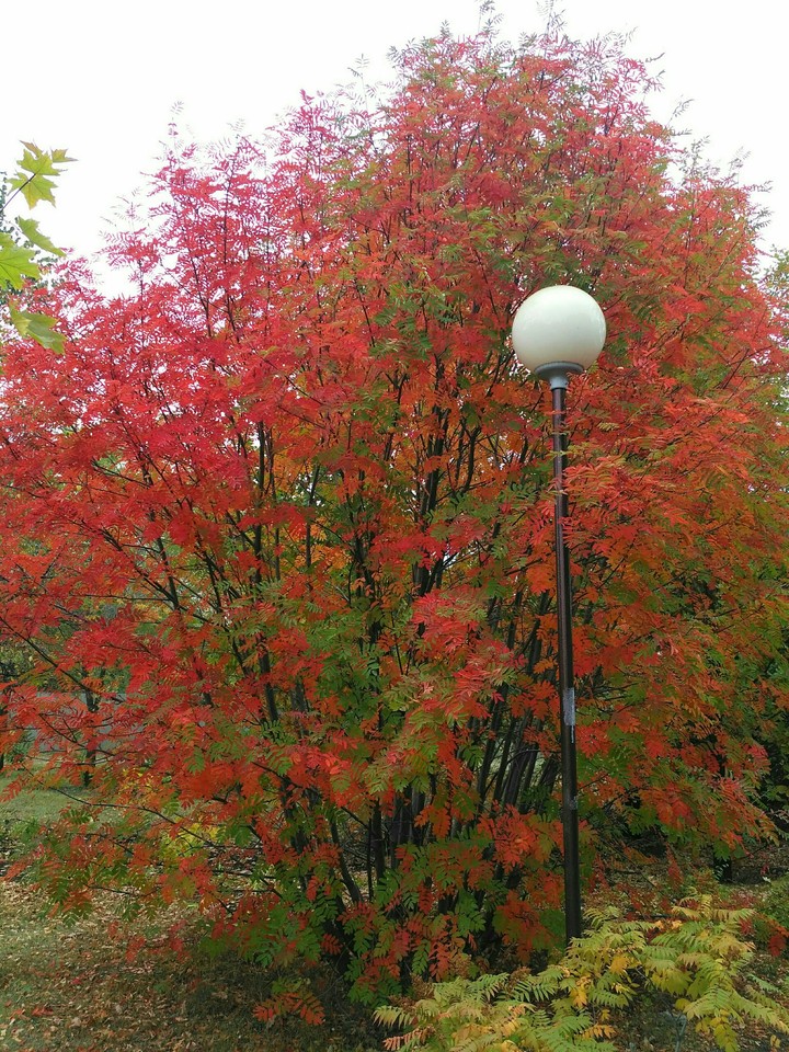 autumn