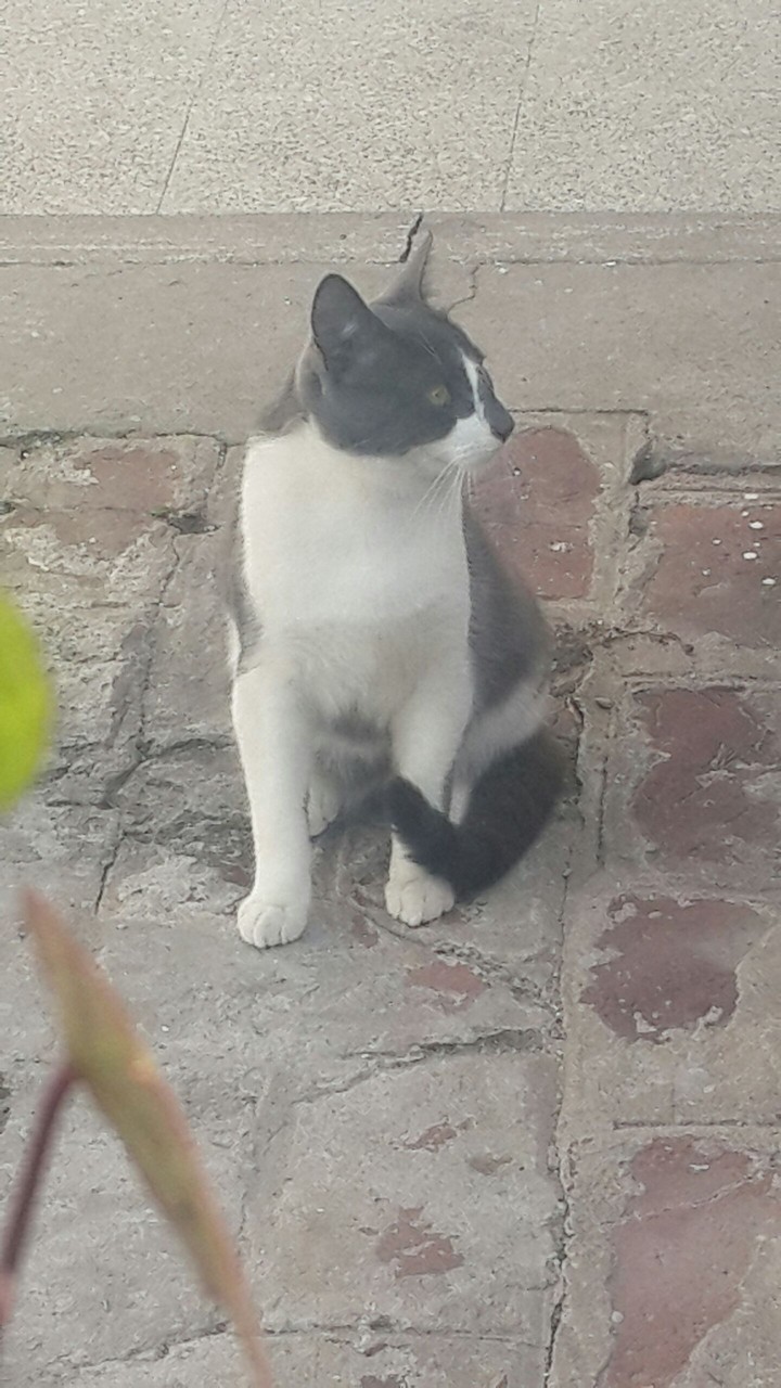 gatto