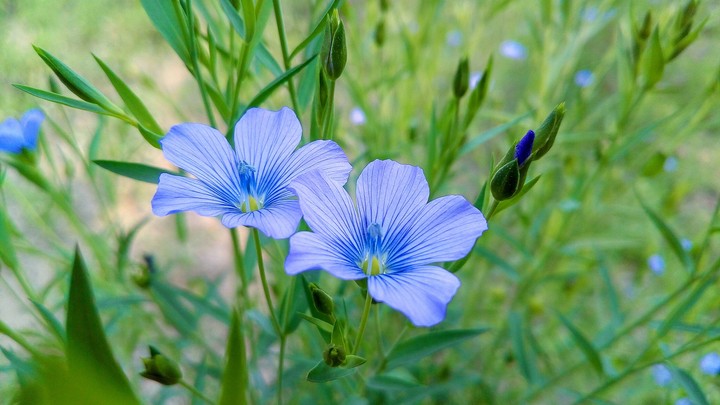 Unnamed Flowers
