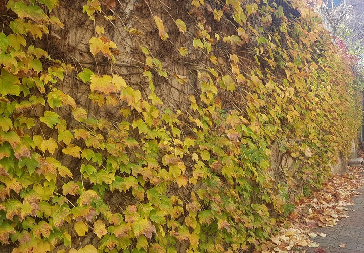 ivy