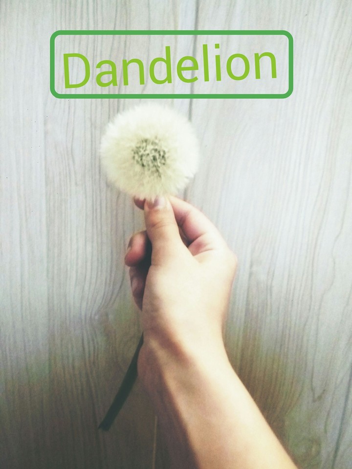 Dandelion