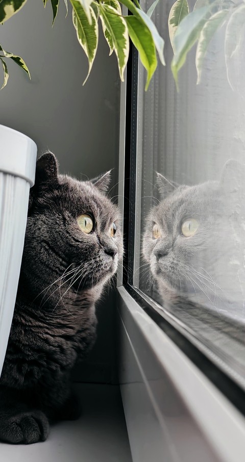 cat, Autumn वॉलपेपर