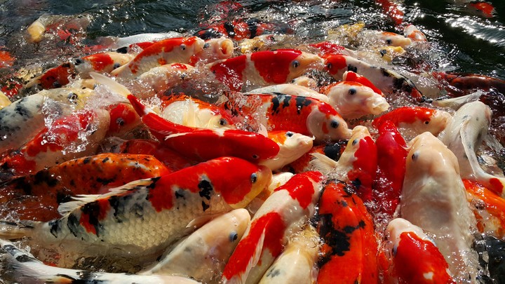 Koi