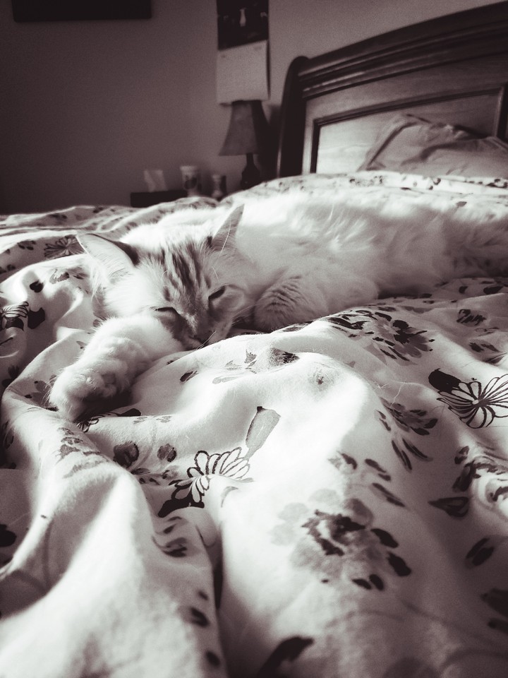 Sleeping cat