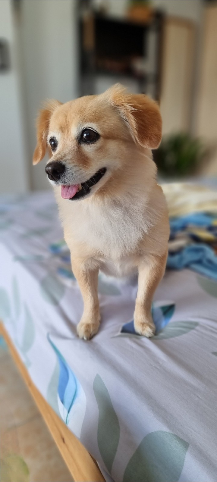 Love dog