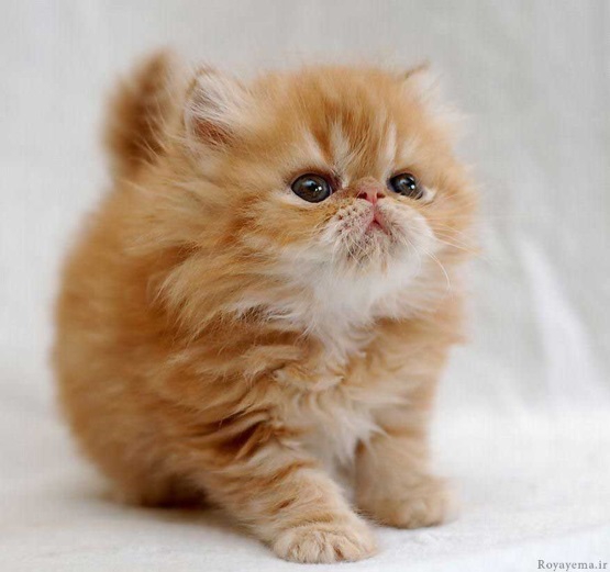 kitty