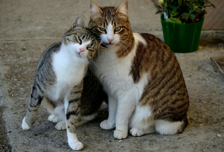 É os gatinhos 