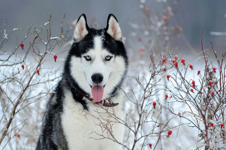 husky