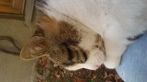 fur, whiskers wallpapers