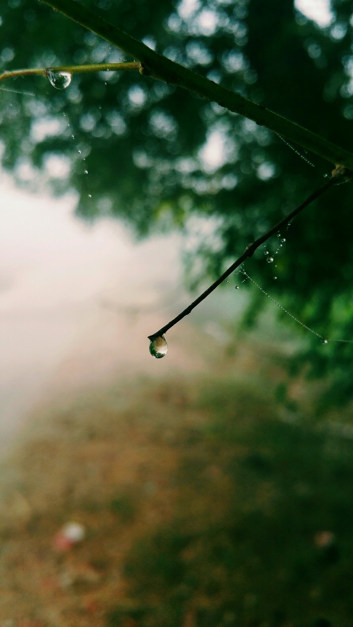 havey FoG