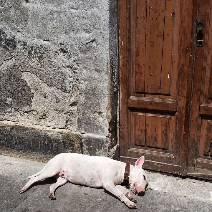 Siesta