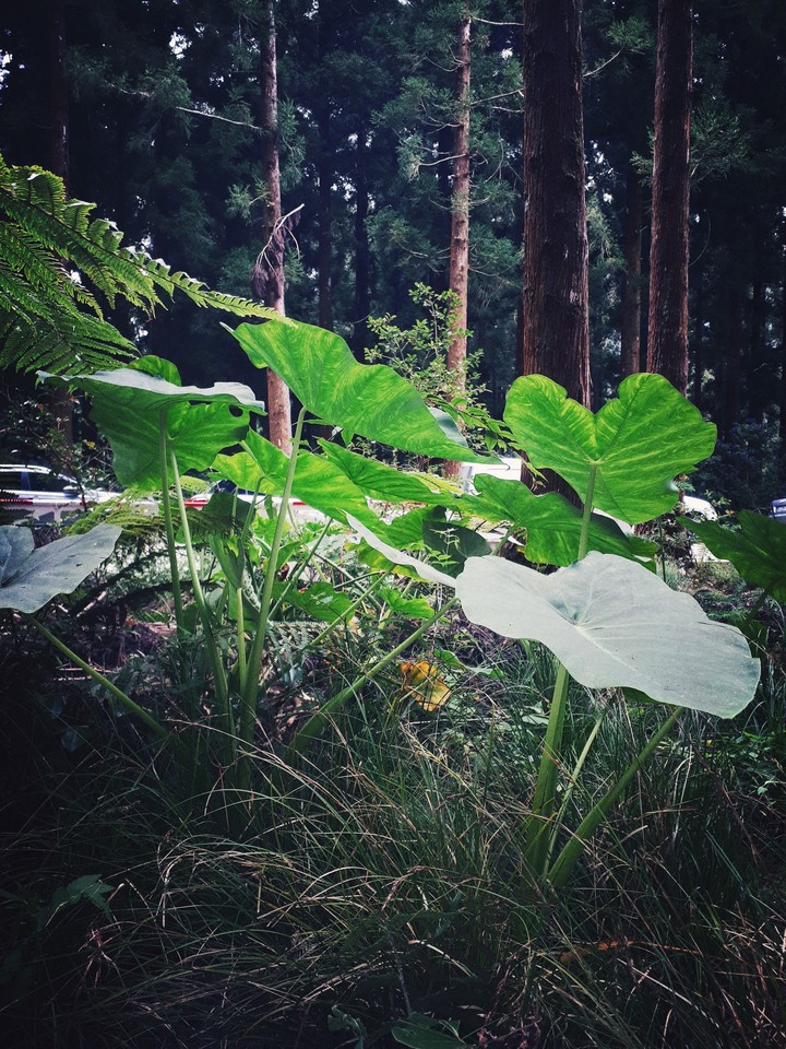 feuille songe