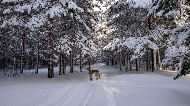 winter forest