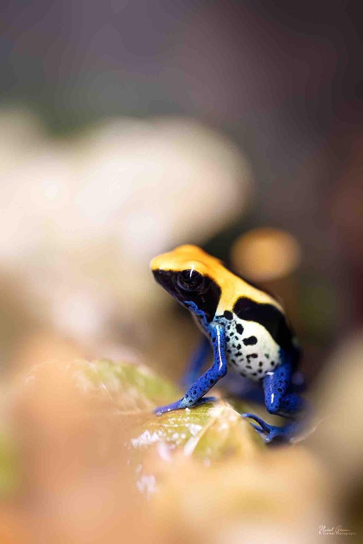 frog