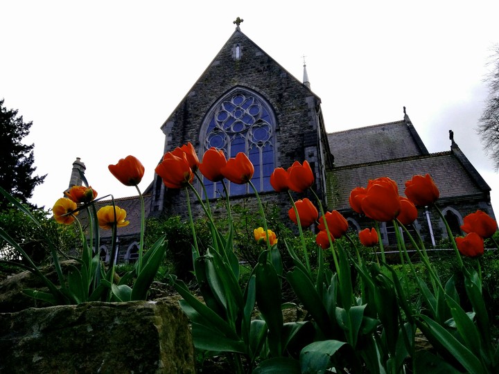 tulips