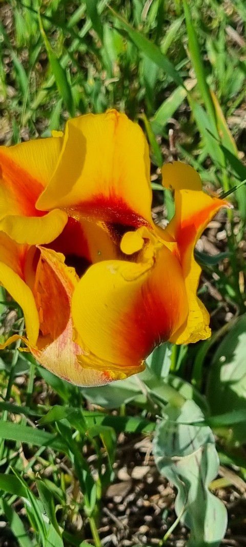 turkestan, tulip वॉलपेपर