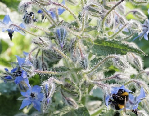 insect, borages wallpapers