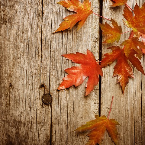 sfondi orange, leaf