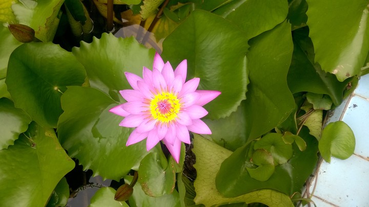 lotus